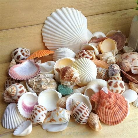 Beach Mixed Sea Shells Shell Craft Table Decor Aquarium Fish Tank Small ...