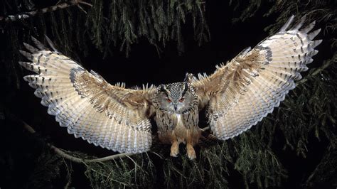 Great Horned Owl, HD Birds, 4k Wallpapers, Images, Backgrounds, Photos and Pictures