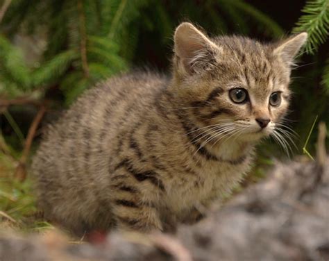 Only hope for the Scottish Wildcat – International Society for Endangered Cats (ISEC) Canada