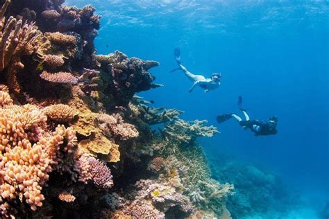 Full Day Snorkel on the Great Barrier Reef Cruise From Airlie Beach 2024