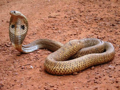 King Cobra Snake Wallpapers HD - Wallpaper Cave