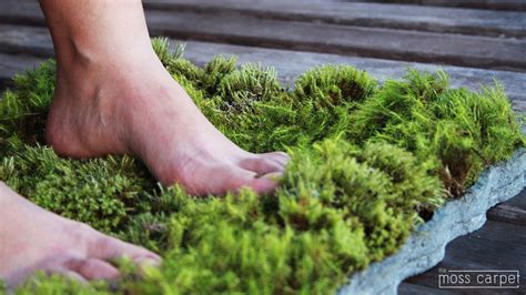 The mini Moss Carpet is on Kickstarter – help make it a reality Moss ...