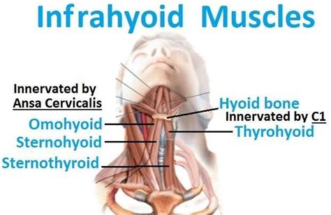 Image result for infrahyoid muscles | Muscle, Study guide, Head and neck