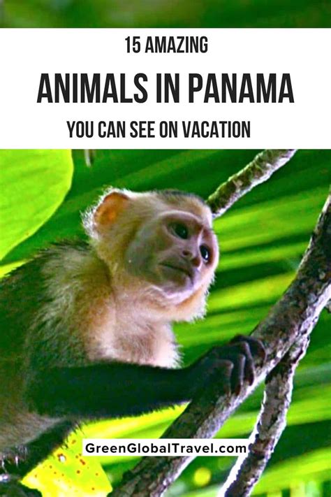 15 Amazing Animals in Panama You Can See on Vacation