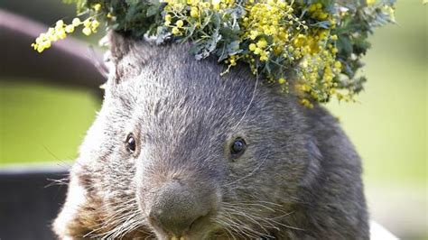 Patrick the wombat, one of the oldest of his kind, claws out a legacy as a world-great mascot ...