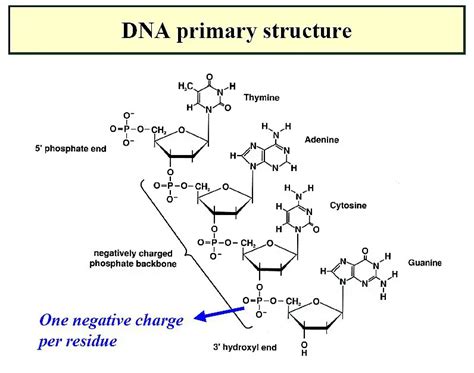 Primary Structure Of Dna