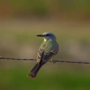 Tropical kingbird - Facts, Diet, Habitat & Pictures on Animalia.bio