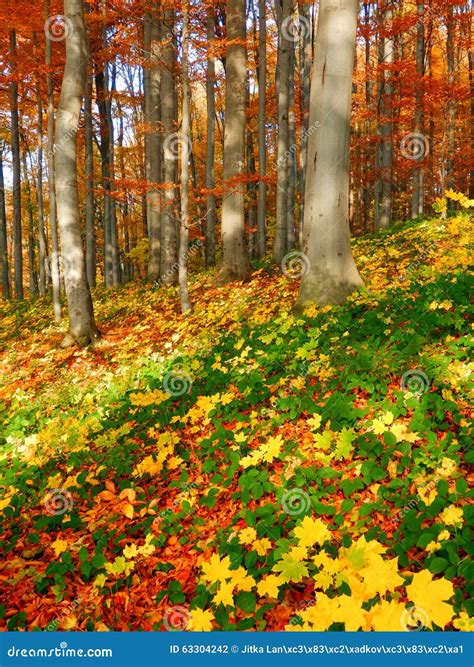 Autumn beech trees forest stock photo. Image of background - 63304242