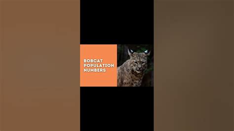 Bobcat Populations - How many bobcats are there? 🐱 #shorts - YouTube