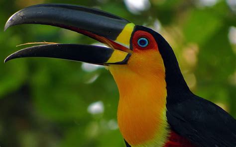 Toucan Beautiful Bird With Beautiful Color Wallpaper Hd For Mobile ...