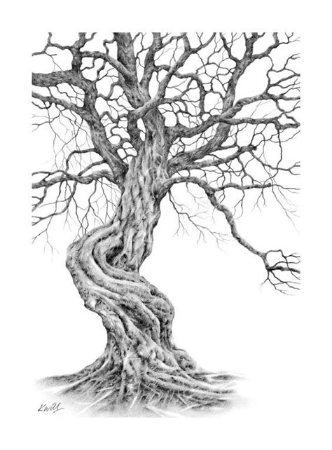 Twisted Tree. Pencil drawing by Kevin Williamson. | Tree drawing, Tree ...