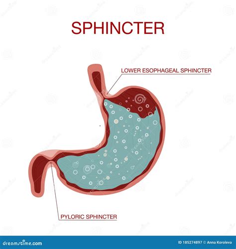 View Of Pyloric Sphincter.Stomach With Oesophagus And Duodenum Cartoon Vector | CartoonDealer ...