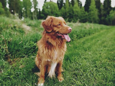 Nova Scotia Duck Tolling Retriever Rescue Australia : Nova Scotia Duck ...