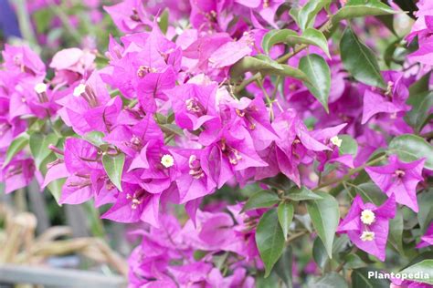 Bougainvillea Plant Care - How to Grow and Prune this Flower - Plantopedia