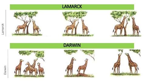 Compare/contrast Lamarck's explanation of evolution with Darwin's ...