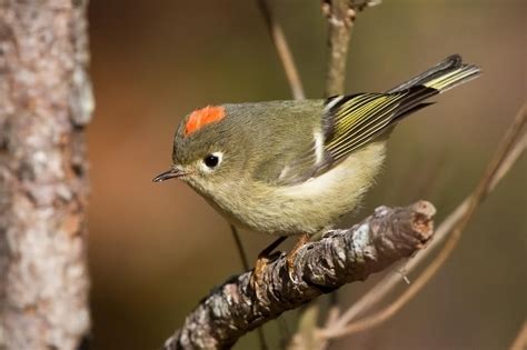 Ruby-Crowned Kinglet (Regulus calendula) Backyard Birds, Jacobsen, Calendula, Ruby, Animals ...