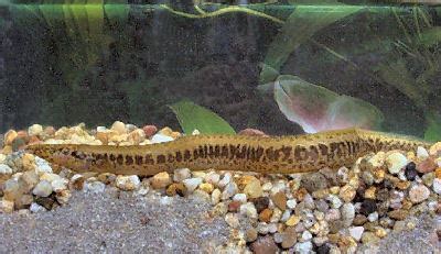 Spiny eel - Alchetron, The Free Social Encyclopedia