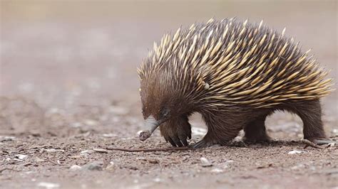 Fun Facts About Cute Animals – Echidna Edition | Explore | Awesome ...