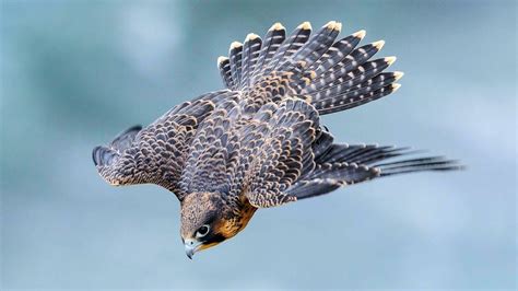 PEREGRINE FALCON - a dive fighter! The FASTEST animal on the planet ...