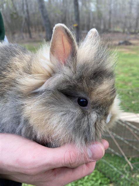 Baby Lionhead rabbit – Rabbits for Sale