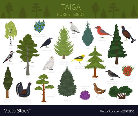 Taiga biome boreal snow forest terrestrial Vector Image