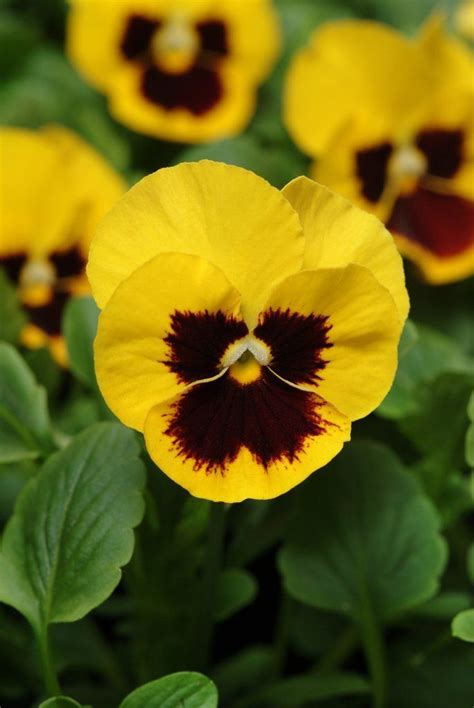 Pansy Panola XP Yellow Blotch 500 Bulk Pansy Seeds | Flower seeds, Pansies, Seeds