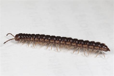 Multiplying millipedes - Insects in the City