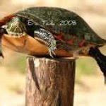 Post Turtle. Meme Generator - Imgflip