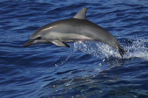 Spinner Dolphin Jumping Ogasawara Isl Photograph by Hiroya Minakuchi ...