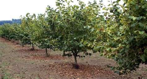 Different Types of Hazelnut Tree Varieties (Filbert Species ...