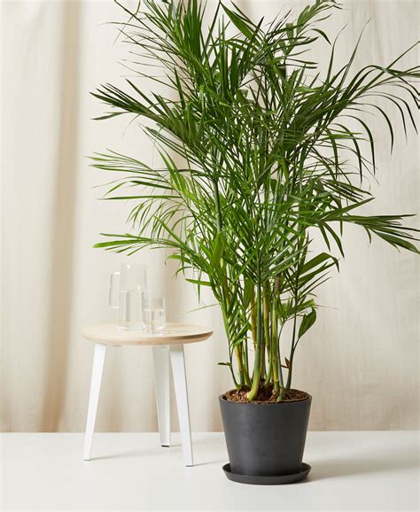 Buy Large, Potted Bamboo Palm Indoor Plant | Bloomscape