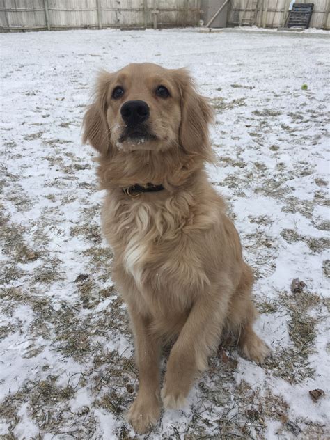 Cocker Spaniel Golden Retriever Mix Welpen