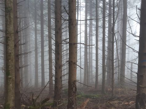 Fog forest... : r/creepy