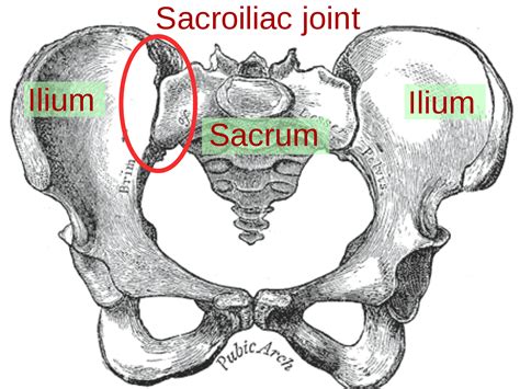 Sacroiliac Joint Palpation