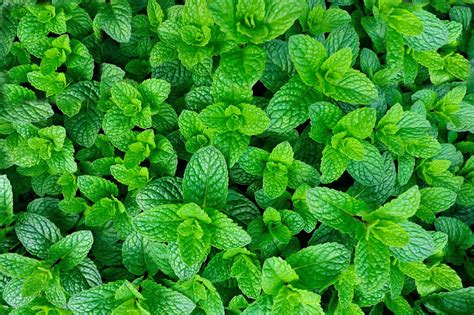 10 Easy Herbs to Grow With Little Maintenance