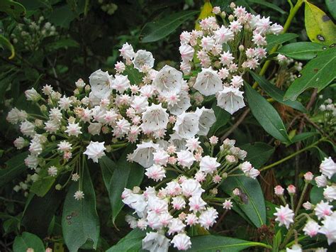 Flower Homes: Mountain Laurel Flowers