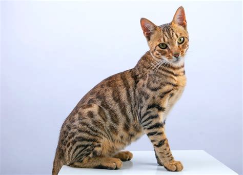 A Comprehensive Guide: Understanding Bengal Cat Behavior Problems ...