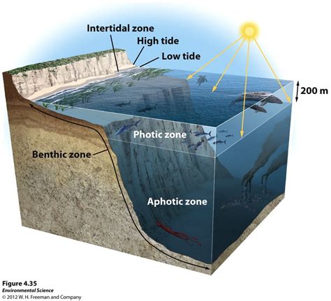 Marine Biomes Diagram | Quizlet