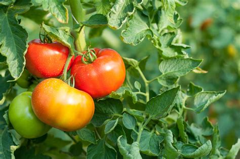 Introduction to Tomatoes - Food Gardening Network