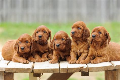 Five Red Setter Puppies Lie on Wooden Table Stock Photo - Image of ...