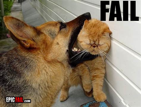 Epic Funny Cat Fails 21 Hd Wallpaper - Funnypicture.org