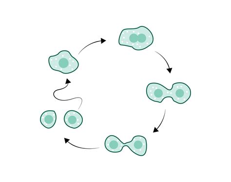 simple illustration of amoeba reproduction, illustration of amoeba ...