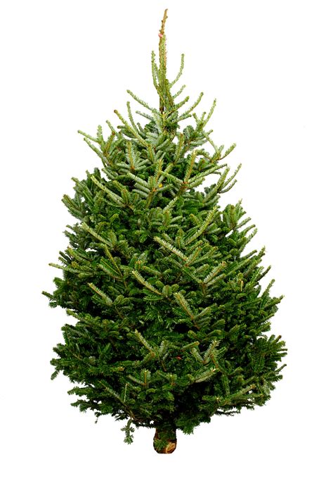 Fresh Cut Fraser Fir Christmas Tree - Bellasize Christmas Trees