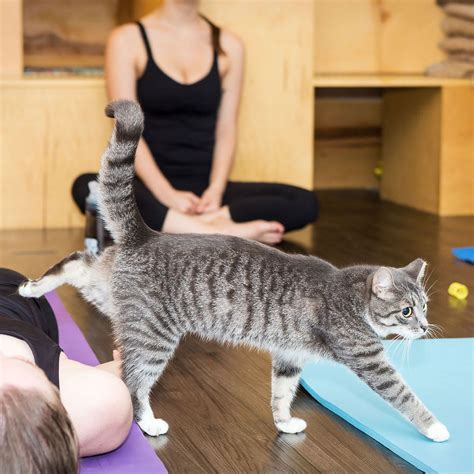 Cat Yoga Is Perfect for People Who Like Cats More Than Yoga | Cat yoga, Cats, Yoga