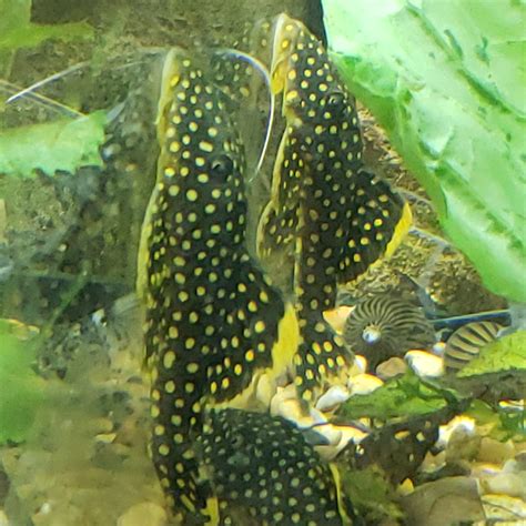 Gold Nugget Pleco 3inch – Live Fish and Tropical Pets