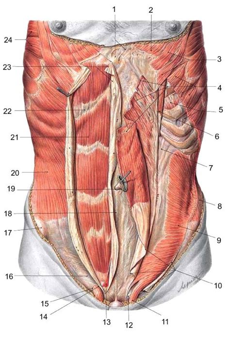 Abdominal Muscles Anatomy | Ways to A Healthy BODY | Pinterest | Muscle ...