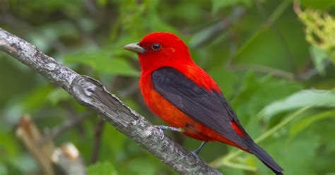 Scarlet tanager brightens up birder’s day, literally