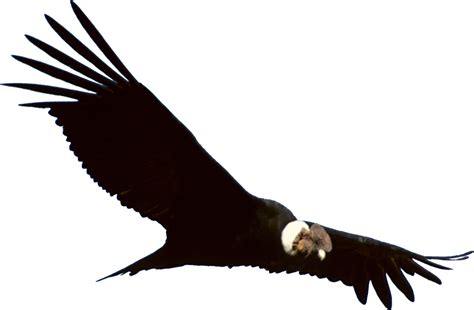 Condor (PNG) by Agustinsepulvedave on DeviantArt