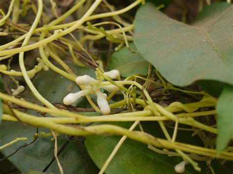 Cuscuta ¿ reflexa Roxb. ? | Dinesh Valke | Flickr