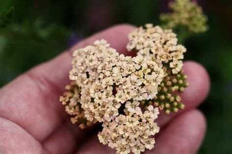 How To Dry Yarrow For Flower Arrangements - Farmhouse & Blooms